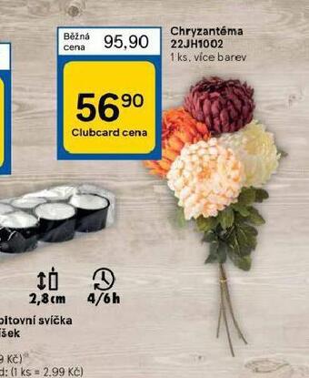 Tesco Chryzantéma nabídka
