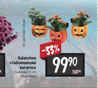 Billa Kalanchoe nabídka
