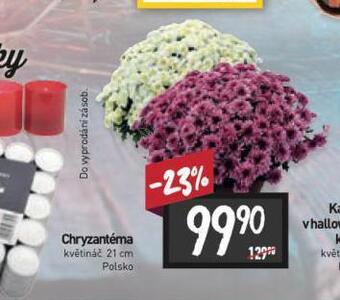 Billa Chryzantéma nabídka