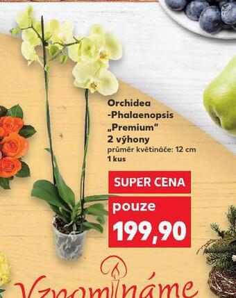 Kaufland Orchidea - phalaenopsis nabídka