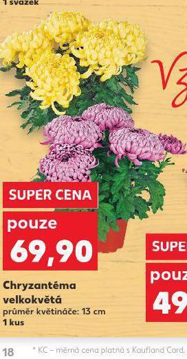 Kaufland Chryzantéma velkokvětá nabídka