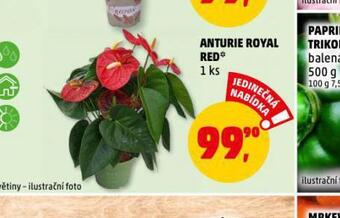 Anturie royal red
