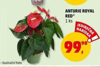 Penny Market Anturie royal red, 1 ks nabídka