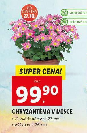 Lidl Chryzantéma v misce nabídka