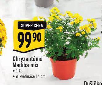 Albert Chryzantéma nabídka