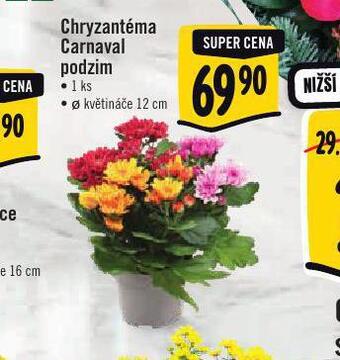 Albert Chryzantéma nabídka