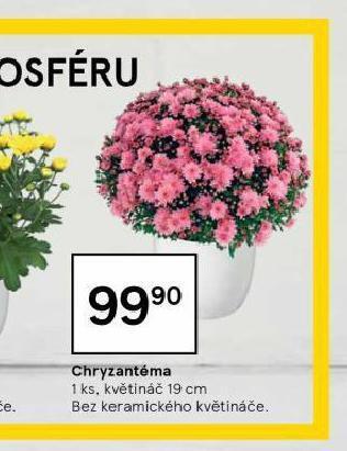 Tesco Chryzantéma nabídka
