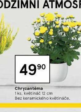 Tesco Chryzantéma nabídka