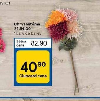 Tesco Chryzantéma nabídka