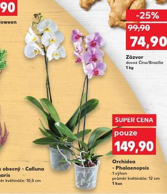Kaufland Orchidea nabídka