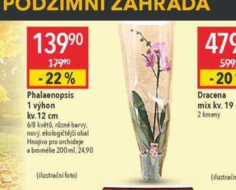 Globus Orchidea - phalaenopsis nabídka