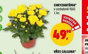 Penny Market Chryzantéma nabídka
