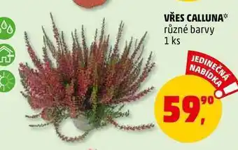 Vřes calluna, 1 ks