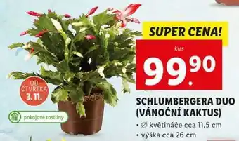 Lidl Schlumbergera duo (vánoční kaktus) nabídka