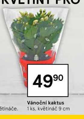 Tesco Vánoční kaktus 1 ks nabídka