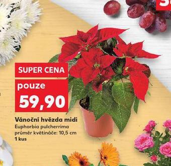 Kaufland Vánoční hvězda midi nabídka