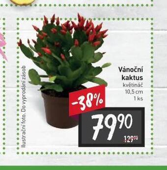 Billa Vánoční kaktus nabídka