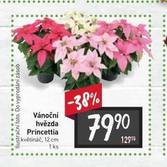Vánoční hvězda princettia