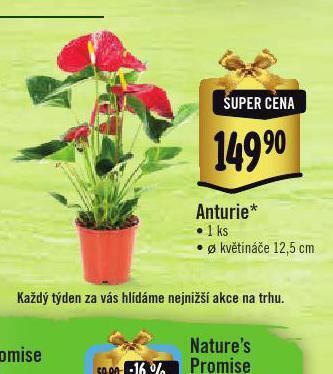 Albert Anturie nabídka