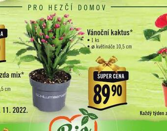 Albert Vánoční kaktus nabídka