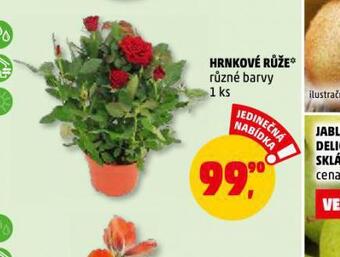 Penny Market Hrnkové růže nabídka