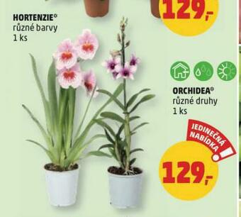 Penny Market Orchidea nabídka