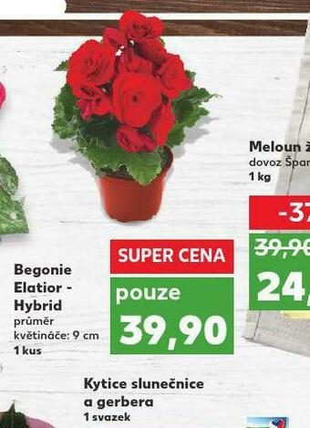 Kaufland Begonie elatior-hybrid nabídka