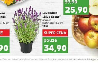 Kaufland Levandule nabídka