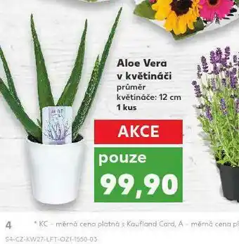 Kaufland Aloe vera v květináči nabídka