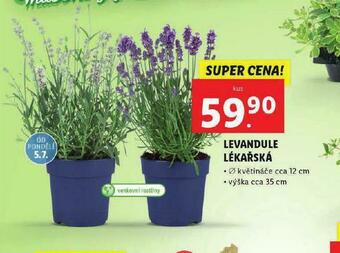Lidl Levandule lékařská nabídka