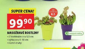 Lidl Masožravé rostliny nabídka