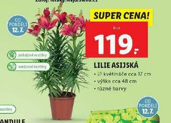 Lidl Lilie asijská nabídka