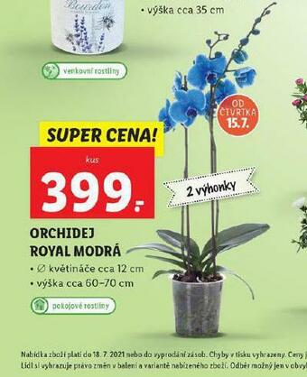 Lidl Orchidej royal modrá nabídka