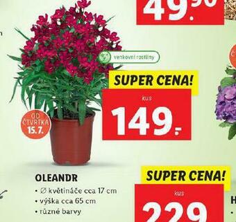 Lidl Oleandr nabídka