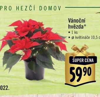 Albert Vánoční hvězda, pr. květináče 10,5 cm nabídka