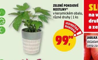 Penny Market Zelené pokojové rostliny nabídka