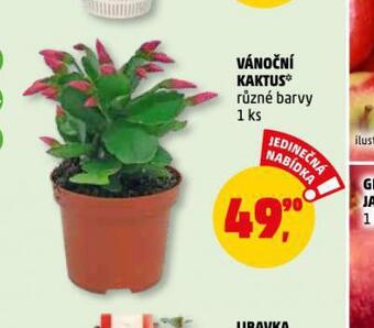 Penny Market Vánoční kaktus nabídka