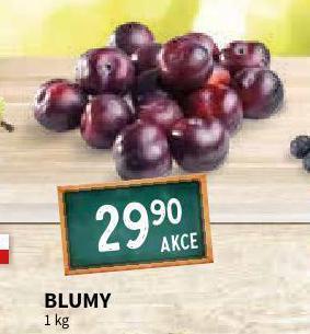 Terno Blumy nabídka