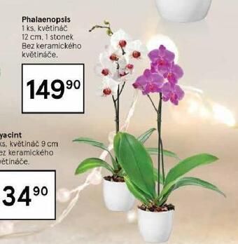 Tesco Orchidea - phalaenopsis nabídka