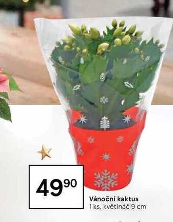 Tesco Vánoční kaktus 1 ks nabídka