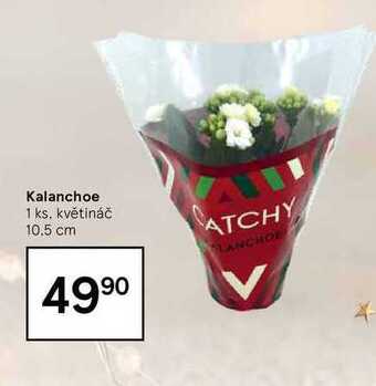Tesco Kalanchoe 1 ks nabídka