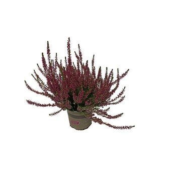 Vřes calluna ø květináče 10 cm