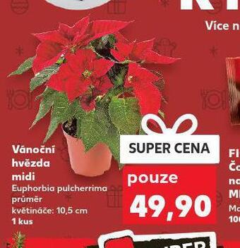 Kaufland Vánoční hvězda nabídka