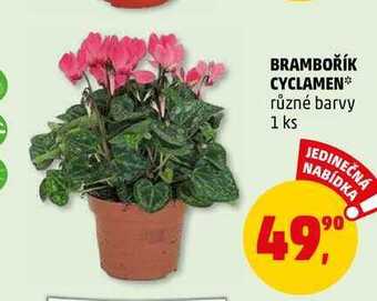 Penny Market Brambořík cyclamen, 1 ks nabídka