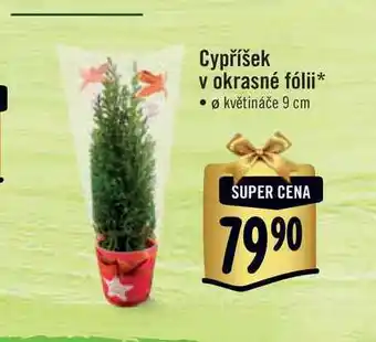 Albert Cypříšek v okrasné fólii, pr. květináče 9 cm nabídka