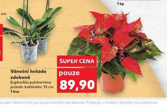 Kaufland Vánoční hvězda nabídka