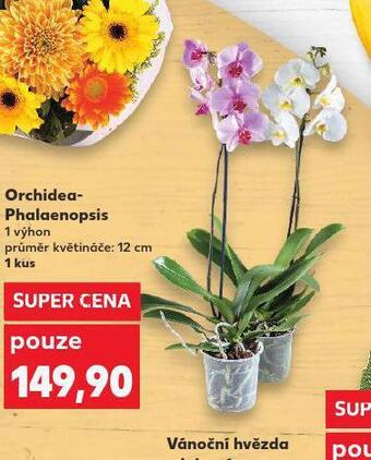 Kaufland Orchidea - phalaenopsis nabídka