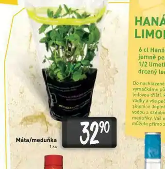 Máta / meduňka