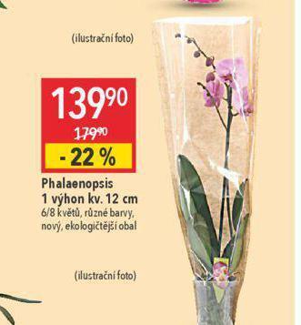 Globus Orchidea - phalaenopsis nabídka