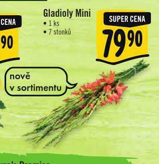 Albert Gladioly mini nabídka